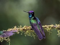 Biosphoto | 2570795 | Talamanca Hummingbird (Eugenes spectabilis), male, Chiriqui Highlands, Panama | &copy; Ignacio Yufera / Biosphoto