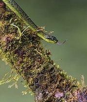 Biosphoto | 2570692 | Talamanca Pit Viper (Bothriechis nigroviridis), Chiriqui Highlands, Panama | &copy; Ignacio Yufera / Biosphoto