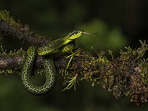 Biosphoto | 2570693 | Talamanca Pit Viper (Bothriechis nigroviridis), Chiriqui Highlands, Panama | &copy; Ignacio Yufera / Biosphoto