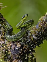 Biosphoto | 2570694 | Talamanca Pit Viper (Bothriechis nigroviridis), Chiriqui Highlands, Panama | &copy; Ignacio Yufera / Biosphoto
