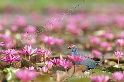 Biosphoto | 2279150 | Talève à tête grise (Porphyrio poliocephalus) au milieu de Nénuphars roses, Tale Noi, Thaïlande | &copy; Henry Ausloos / Biosphoto