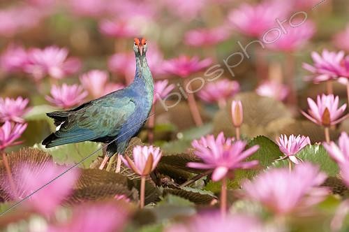 Biosphoto | 2279151 | Talève à tête grise (Porphyrio poliocephalus) au milieu de Nénuphars roses, Tale Noi, Thaïlande | &copy; Henry Ausloos / Biosphoto