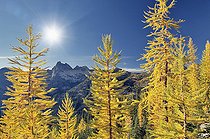 Biosphoto | 2512588 | Tamarack or larch in autumnal color, North Cascades National Park, Washington, USA. | &copy; Flowerphotos / Biosphoto