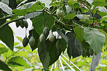 Biosphoto | 2621622 | Tamarillo or tree tomato (Solanum betaceum) produces oval-shaped fruits that are 5 to 10 cm long and orange in color when ripe. Choco Andino. Ecuador. South America. | &copy; Brigitte Marcon / Biosphoto