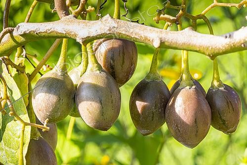 Biosphoto | 2557899 | Tamarillo, Tomate en arbre, Cyphomandra betacea, fruits | &copy; Alain Kubacsi / Biosphoto