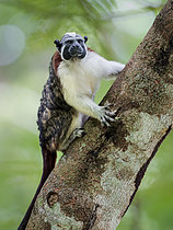 Biosphoto | 2608840 | Tamarin de Geoffroy (Saguinus geoffroyi), Darien, Panama | &copy; Ignacio Yufera / Biosphoto