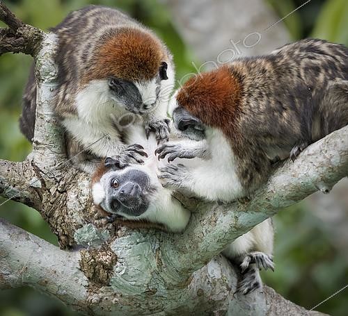 Biosphoto | 2408382 | Tamarin de Geoffroy (Saguinus geoffroyi), groupe familial en toilettage mutuel, Gamboa, Panama. Photo hautement recommandée (catégorie mammifères) au concours Windland Smith Rice Photo Awards (Nature's Best) 2018. | &copy; Ignacio Yufera / Biosphoto