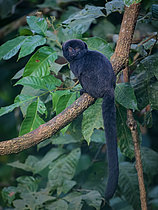 Biosphoto | 2608852 | Tamarin de Gouldi (Callimico goeldii) sur une branche, Madre de Dios, Pérou | &copy; Ignacio Yufera / Biosphoto
