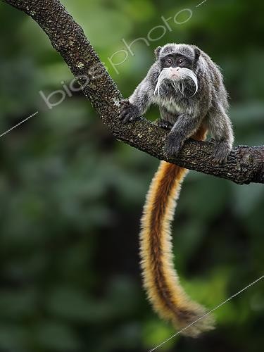 Biosphoto | 2608555 | Tamarin empereur barbu (Tamarinus subgricescens), Madre de Dios, Pérou | &copy; Ignacio Yufera / Biosphoto