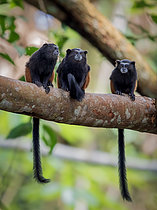 Biosphoto | 2608614 | Tamarins à selle de Wedell (Leontocebus fuscus), Madre de Dios, Pérou | &copy; Ignacio Yufera / Biosphoto