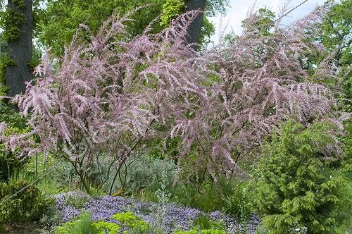Biosphoto | 1100685 | Tamarisk in bloom in a garden | &copy; Frédéric Didillon / Biosphoto