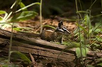 Biosphoto | 1250020 | Tamia de Californie au sol PN Sequoia and Kings canyon USA | &copy; Daniel Heuclin / Biosphoto