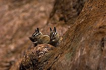 Biosphoto | 1250022 | Tamias de Californie sur tronc PN Sequoia and Kings canyon | &copy; Daniel Heuclin / Biosphoto