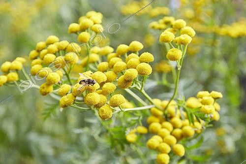 Biosphoto | 2125329 | Tanaisie commune (Tanacetum vulgare), fleurs | &copy; Visions Pictures / Biosphoto