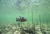 Biosphoto | 1248973 | Tanche nageant sous la surface d'un lac Jura France | &copy; Michel Loup / Biosphoto