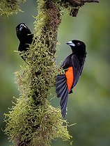Biosphoto | 2518750 | Tangara à croupion rouge (Ramphocelus passerinii) mâles, Chiriqui, Panama | &copy; Ignacio Yufera / Biosphoto