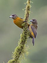 Biosphoto | 2518758 | Tangara à croupion rouge (Ramphocelus passerinii) femelles sur une branche, Chiriqui, Panama | &copy; Ignacio Yufera / Biosphoto