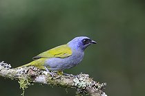 Biosphoto | 2601743 | Tangara à tête bleue (Sporathraupis cyanocephala) sur une branche. Forêt des Andes équatoriales, Equateur, Amérique du Sud | &copy; Brigitte Marcon / Biosphoto