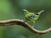 Biosphoto | 2608942 | Tangara à ventre jaune (Ixothraupis xanthogastra), route de Manu, Pérou | &copy; Ignacio Yufera / Biosphoto