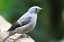 Biosphoto | 2395138 | Tangara des palmiers (Thraupis palmarum), Costa Rica | &copy; Jean-François Noblet / Biosphoto
