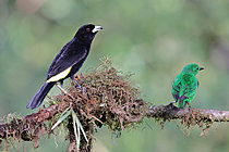 Biosphoto | 2621631 | Tangara flamboyant (Ramphocelus flammigerus) et calliste étincelant (Chlorochrysa phoenicotis) perchés sur une branche en forêt d'altitude. Choco Andino. Equateur. Amérique du Sud | &copy; Brigitte Marcon / Biosphoto