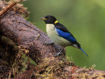 Biosphoto | 2608855 | Tangara sucrier (Iridophanes pulcherrimus), Manu, Pérou | &copy; Ignacio Yufera / Biosphoto