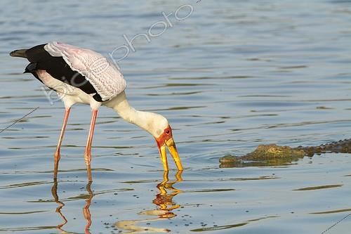 Biosphoto | 2035610 | Tantale africain et Crocodile du Nil - Kruger Afrique du Sud | &copy; Jean-Jacques Alcalay / Biosphoto
