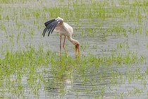 Biosphoto | 2601782 | Tantale ibis (Mycteria ibis) en posture de pêche à l'ombrelle, avec une seule aile... Namibie, Afrique | &copy; Alain Roux / Biosphoto