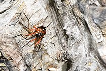 Biosphoto | 2492839 | Tanyptère noire (Tanyptera atrata) femelle en train de pondre dans une galerie, Parc naturel régional des Vosges du Nord, France | &copy; Michel Rauch / Biosphoto