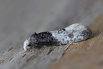 Biosphoto | 2609815 | Tapestry moth (Trichophaga tapetzella) imago emerging from a barn owl pellet, once common in buildings where its caterpillar fed on woolen items, it has become rare and is now mostly found in the pellets of birds of prey or old bird nests, Plougrescant, Côtes-d'Armor, Brittany, France. | &copy; Dominique Halleux / Biosphoto
