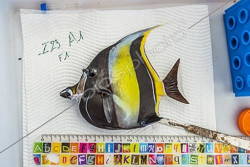 Biosphoto | 2417243 | Tara Pacific expedition - november 2017 Confectioning of samples o/b Tara, Papua New Guinea, 2 reef fish sample species : Moorish idol (Zanclus cornutus, photo) and Convict surgeonfish (Acanthurus triostegus, no photo) | &copy; Christoph Gerigk / Biosphoto