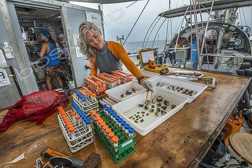 Biosphoto | 2417247 | Tara Pacific expedition - november 2017 Proceeding of coral samples o/b Tara, Papua New Guinea, Dr. Rebecca Vega Thurber (scientific coordinator), Associate Professor, Oregon State University | &copy; Christoph Gerigk / Biosphoto