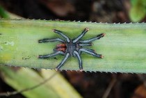 Biosphoto | 1463561 | Tarantula (Citharacanthus spinicrus) on a banana leaf, Orinoco Delta National Park, Venezuela, South America | &copy; Gilles Barbier / imageBROKER / Biosphoto