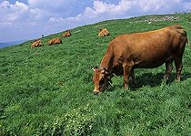 Biosphoto | 1240166 | Tarentaise cow grazing in a meadow | &copy; Denis Bringard / Biosphoto
