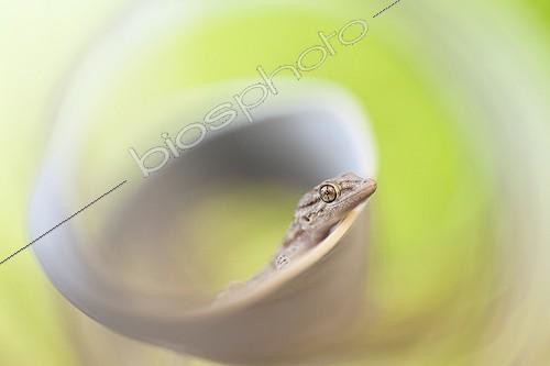 Biosphoto | 2027320 | Tarente de Mauritanie dans une herbe en spirale - France  | &copy; Patrick Goujon / Biosphoto