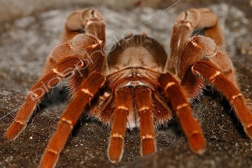 Biosphoto | 434790 | Tarentula Citharischius in terrarium Gand Belgium | &copy; Jacques Rosès / Biosphoto