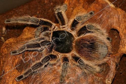 Biosphoto | 434786 | Tarentula Lasiodora in terrarium Gand Belgium | &copy; Jacques Rosès / Biosphoto