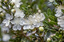 Biosphoto | 2583076 | Tarentum Myrtle (Myrtus communis subsp. tarentina) | &copy; Marie Aymerez / Biosphoto