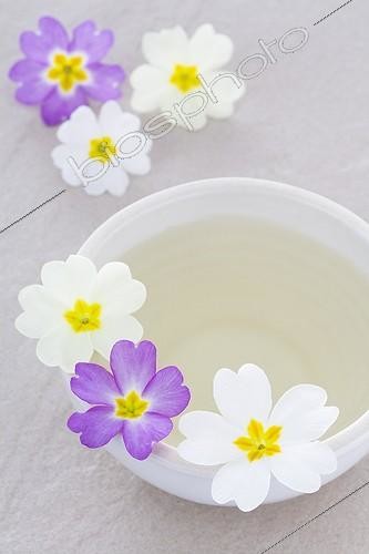 Biosphoto | 1132867 | Tasse de Tisane de fleur de Primevère et fleurs de Primevère | &copy; Frédérique Bidault / Biosphoto