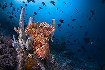 Biosphoto | 2587102 | Tassled scorpionfish (Scorpaenopsis oxycephala) on a sponge on the lookout for prey, in front of a school of Redtoothed filefish (Odonus niger) in the blue background. Mayotte | &copy; Gabriel Barathieu / Biosphoto
