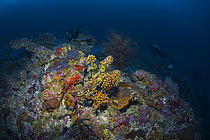 Biosphoto | 2609384 | Tassled scorpionfish (Scorpaenopsis oxycephala) and hard coral (Madracis sp), rebreather dive, mesophotic zone, Mayotte | &copy; Gabriel Barathieu / Biosphoto