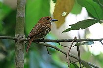 Biosphoto | 2395152 | Tatamia de Lafresnay (Malacoptila panamensis) sur une branche, Costa Rica | &copy; Jean-François Noblet / Biosphoto