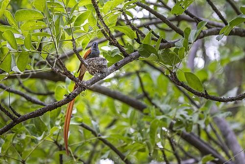 Biosphoto | 2600878 | Tchitrec d'Afrique (Terpsiphone viridis) mâle sur son nid, Bande de Caprivi, Namibie, Afrique | &copy; Alain Roux / Biosphoto
