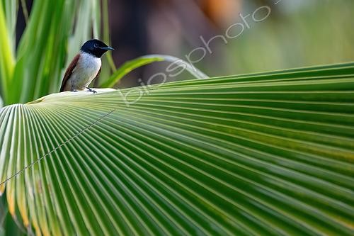 Biosphoto | 2600492 | Tchitrec des Seychelles (Terpsiphone corvina), femelle sur une palme, La Digue, Seychelles | &copy; Régis Cavignaux / Biosphoto