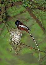 Biosphoto | 1249232 | Tchitrec malgache mâle inspectant le nid Madagascar | &copy; Cyril Ruoso / Biosphoto