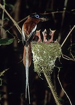 Biosphoto | 1249166 | Tchitrec malgache mâle nourrissant sa couvée Madagascar | &copy; Dominique Halleux / Biosphoto