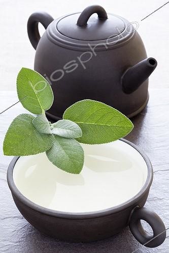 Biosphoto | 988253 | Tea Leaves Sage | &copy; Frédérique Bidault / Biosphoto