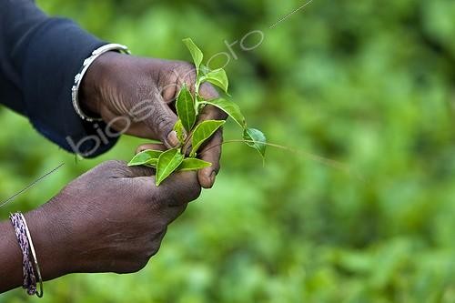 Biosphoto | 621501 | Tea picker in Plantations of tea Sri Lanka | &copy; Michel Gunther / Mau / Biosphoto