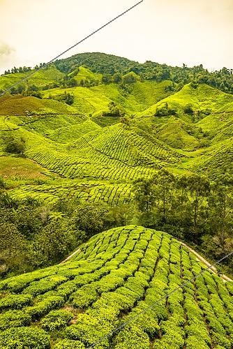 Biosphoto | 2494162 | Tea plantations, Cameron Highlands, Tanah Tinggi Cameron, Malaysia, Asia | &copy; Valentin Wolf / imageBROKER / Biosphoto