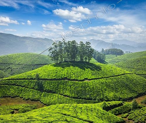 Biosphoto | 2544261 | Tea plantations in Munnar. Kerala, South India | &copy; Dmitry Rukhlenko / imageBROKER / Biosphoto